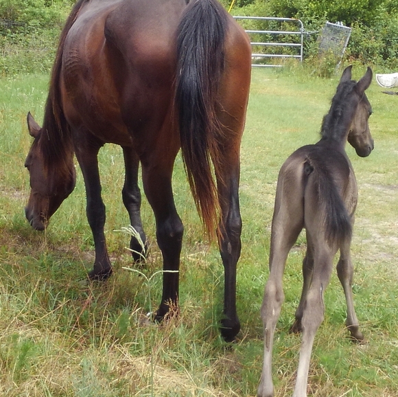 Meet your Posher, Tasha - Picture 2 of 8